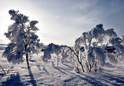 alpine birch, ambience, atmosphere, birch, cold, cold, court, frosty, hoarfrost, mid-winter, mountain, mountain scene, mountains, nature, rime ice, seasons, sunset, tree, vinterbild, winter, winter ambience