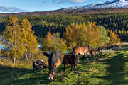 animals, autumn, autumn colours, birch, birch leaf, Bunnerviken, horse, horse paddock, horses, Jamtland, landscapes, mammals, mountain, nature, paddock, pasture land, pets, season