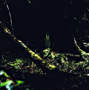 biotope, biotopes, forest land, forests, horsetail, scour rush, nature, softwood forest, streak of sunshine, virgin forest, wildwood, woodland