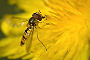 animals, dandelion, fly, hoverfly, insects
