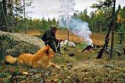 barking bird dog, barking bird dog, barking bird dogs, bird hunting, capercaillie hunt, finnish spitz, hunter, hunting, Vattudalen, ga*