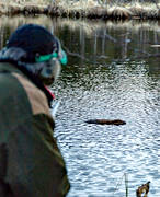 beaver, beaver hunting, creep, hunter, hunting, stalk, swimming, to guard, vaktjakt