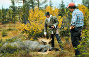fifteen-tiner, hunting, hunting moose, moose, moose hunter, moose hunting, älghorn