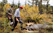 bag, bull, hunting, hunting moose, male moose, moose, moose hunter, moose hunting, ox, älgoxe