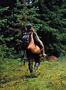bag, bock hunter, bock hunting, hunter, hunting, roebuck, roedeer hunting, venison