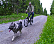 bikes, elkhound, exercise, exercise, hunting, hunting moose, moose hunting