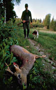 bock hunting, hunter, hunting, roebuck, roedeer hunting, spring hunt, venison