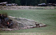 bock hunting, guard, hunter, hunting, roedeer hunting, spring hunt, venison