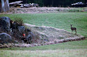 bock hunting, hunter, hunting, roedeer hunting, spring hunt, vaktjakt, venison