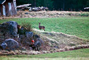 bock hunting, guard, hunter, hunting, roedeer hunting, spring hunt, venison