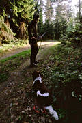 bock hunting, dog, hunter, hunting, mnsterlnder, place, roedeer hunting, venison