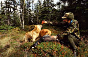 barking bird dog, barking bird dog, barking bird dogs, bird hunting, capercaillie, finnish spitz, hunter, hunting, ga*