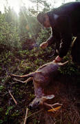 bag, bock hunting, hunter, hunting, roebuck, roedeer hunting, spring hunt, venison