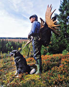 hunter, hunting, hunting moose, moose hunter, moose hunting, swedish moosehound, älgkrona