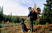hunter, hunting, hunting moose, moose hunter, moose hunting, swedish moosehound, älgkrona