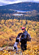 alpine hunting, animals, autumn, autumn colours, bird hunting, dog, dogs, german shorthaired pointer, hunter, hunting, mammals, mountain, pointing dog, white grouse hunt