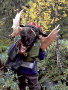 hunting, hunting moose, moose, moose hunter, moose hunting, trophy, lghorn