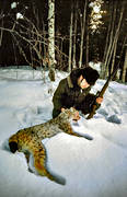 hunting, lynx, lynx hunt, lynx hunt, lynx hunt, lynx hunter, male lynx