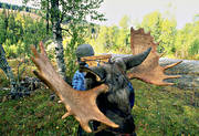 carry, hunting, hunting moose, moose hunting, älgkrona