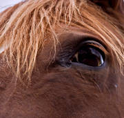 animals, bläs, eye, farm, horse, horses, hår, hårstrå, hästman, hästmanen, look, glance, mammals, man, pets, tagel, ögat