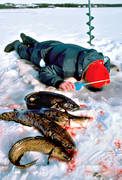 angling, burbot fishing, fishing, ice fishing, ice fishing, ice fishing, lake, winter fishing