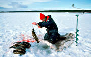 angling, burbot fishing, fishing, ice fishing, ice fishing, ice fishing, lake, winter fishing