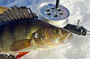 angling, fishing, fishing through ice, ice fishing, ice fishing, perch, perch fishing, winter fishing