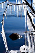 bush, cold, frozen, glaciation    icing, ice, icicle, lake, vatten, water, winter