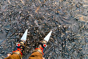 formationer, frozen, ice, ice skates, ice-art, isformationer, lake, lake ice, natural art, nature, pattern, skating, ventyr