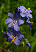 blue, flower, flowers, jacob's-ladder, leave, meadowland, meadows, nature, plants, herbs