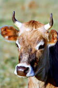 animals, close-up, cow, horn, antlers, jersey, ko, mammals, pets, portrait