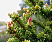 abies, biotope, biotopes, cones, fir-cones, forest land, forests, nature, spruce, woodland