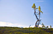 blue, crooked, landscapes, Lapland, pines, skinny, skinny, sky, spruce, summer, trdgrns, view