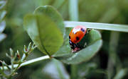 animals, green fly, aphis, aphid, insects, ladybird
