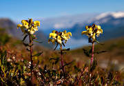 alpine flower, alpine flowers, biotope, biotopes, flower, lappspira, lappspiror, mountain, mountain nature, mountains, nature, plants, herbs