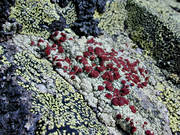 biotope, biotopes, lichen, lichens, mountain, mountains, nature, stone
