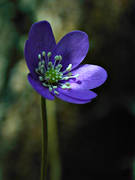 biotope, biotopes, blue, close-up, flower, forest land, forests, liverleaf, nature, spring, woodland