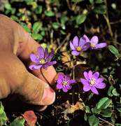 be picked, biotope, biotopes, flowers, forest land, forests, liverleafs, nature, pick, season, seasons, spring, spring flowers, woodland