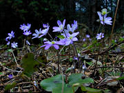 biotope, biotopes, flowers, forest land, forests, liverleafs, nature, spring, spring flowers, woodland