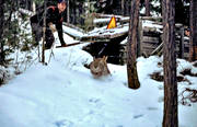 felling, hunting, lynx trap, lynx trap, lynx trap, lynx trap, release, trapping