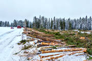 clear-felled area, cutting area, felling, forestry, nature, timber, timber logs, winter, woodland, work