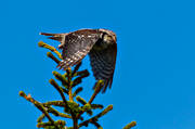 animals, bird, birds, hawk owl, northern hawk owl, Northern Hawk Owl, owl, owls, Surnia ulula