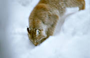 animals, cat, cat animal, creep, creeps, lynx, lynx, lynx, mammals, predator, predators, snow, winter