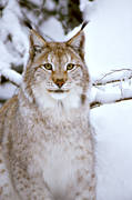 animals, cat, cat animal, close-up, lynx, lynx, lynx, mammals, predator, predators, predators, snow, winter