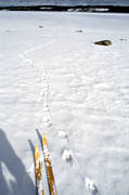 animals, ice, lynx, lynx, lynx, lynx tracks, lynx tracks, mammals, predator, snow, trace, track, tracing, tracking, tracks
