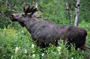 animals, bull, deer animals, grazes, grazing, hornkrona, male moose, mammals, moose, moose, ox, Rapa Valley, Sarek, lgkrona, lgoxe