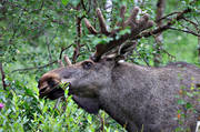 animals, bull, deer animals, grazes, grazing, hornkrona, male moose, mammals, moose, moose, ox, Rapa Valley, Sarek, lgkrona, lgoxe