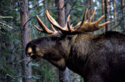 animals, bull, deer animals, hornkrona, krona, male moose, mammals, moose, moose, ox, thorns, velvet, älgkrona, älgoxe