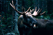 animals, bull, deer animals, hornkrona, krona, male moose, mammals, moose, moose, ox, thorns, lgoxe
