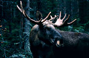 animals, bull, deer animals, hornkrona, krona, male moose, mammals, moose, moose, ox, thorns, lgoxe